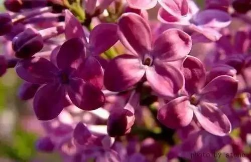 河南城市的市花有哪些花,全国56市市花图片