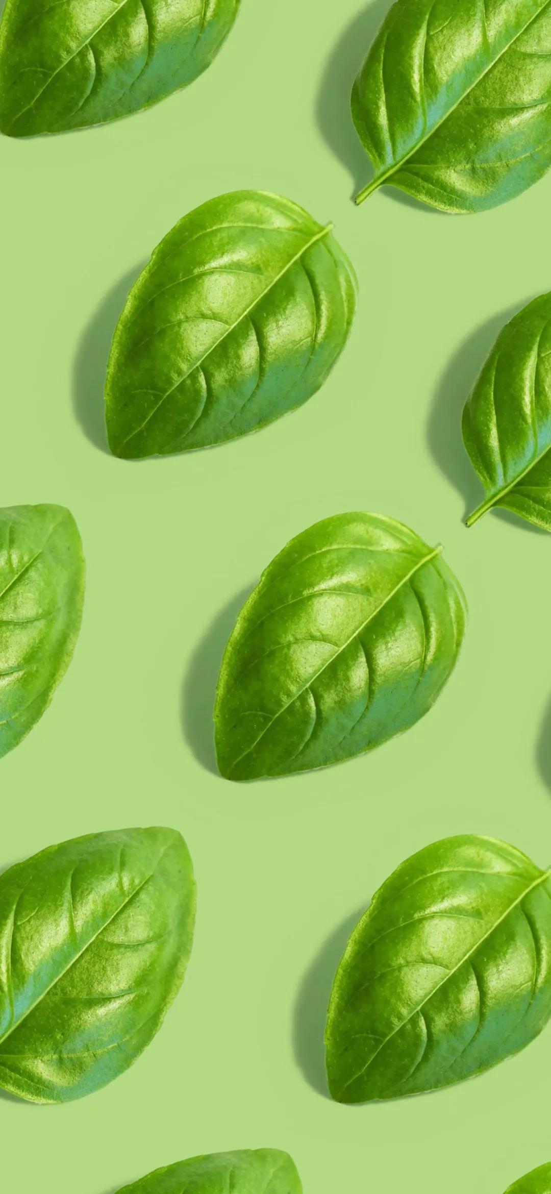 文艺素雅治愈植物手机壁纸,唯美治愈系手机壁纸植物