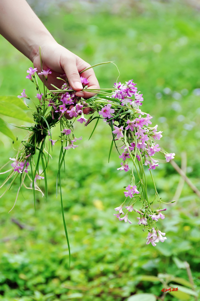 一春芳意，三月如风，日长风静，花影闲相照。