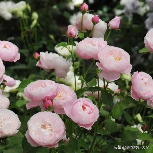 四季开花的月季又香又好养有几种,最漂亮10种盆栽月季