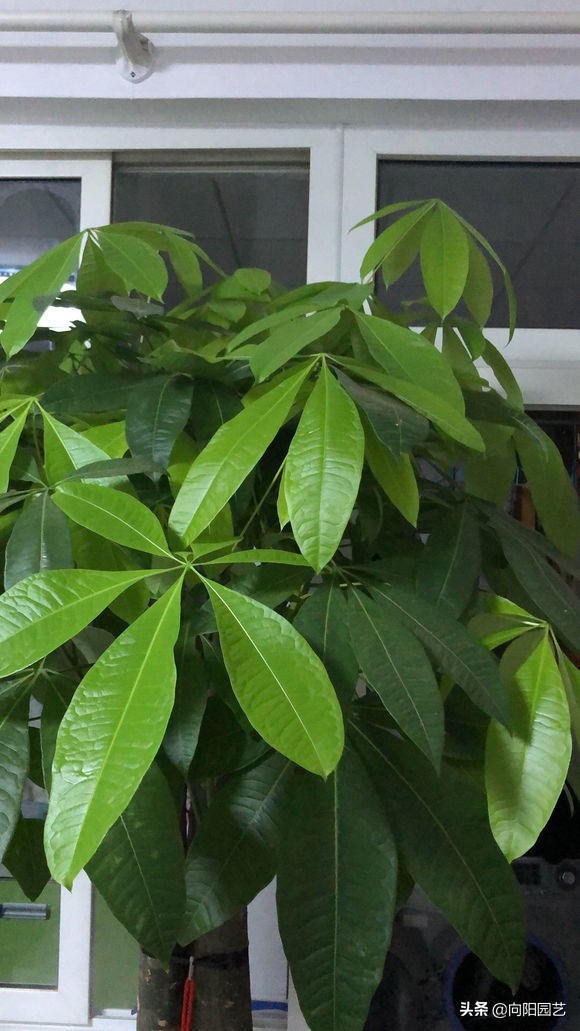 发财树干瘪褶皱冻伤了,发财树干瘪褶皱一捏就破怎么回事