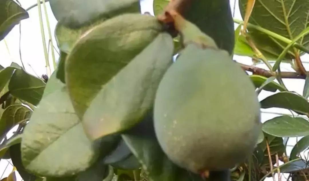 鸟一直咬花怎么办,阳台的花总是被鸟吃了怎么办