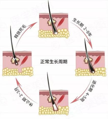 脱发谢顶发际线高,脱发谢顶补充什么营养