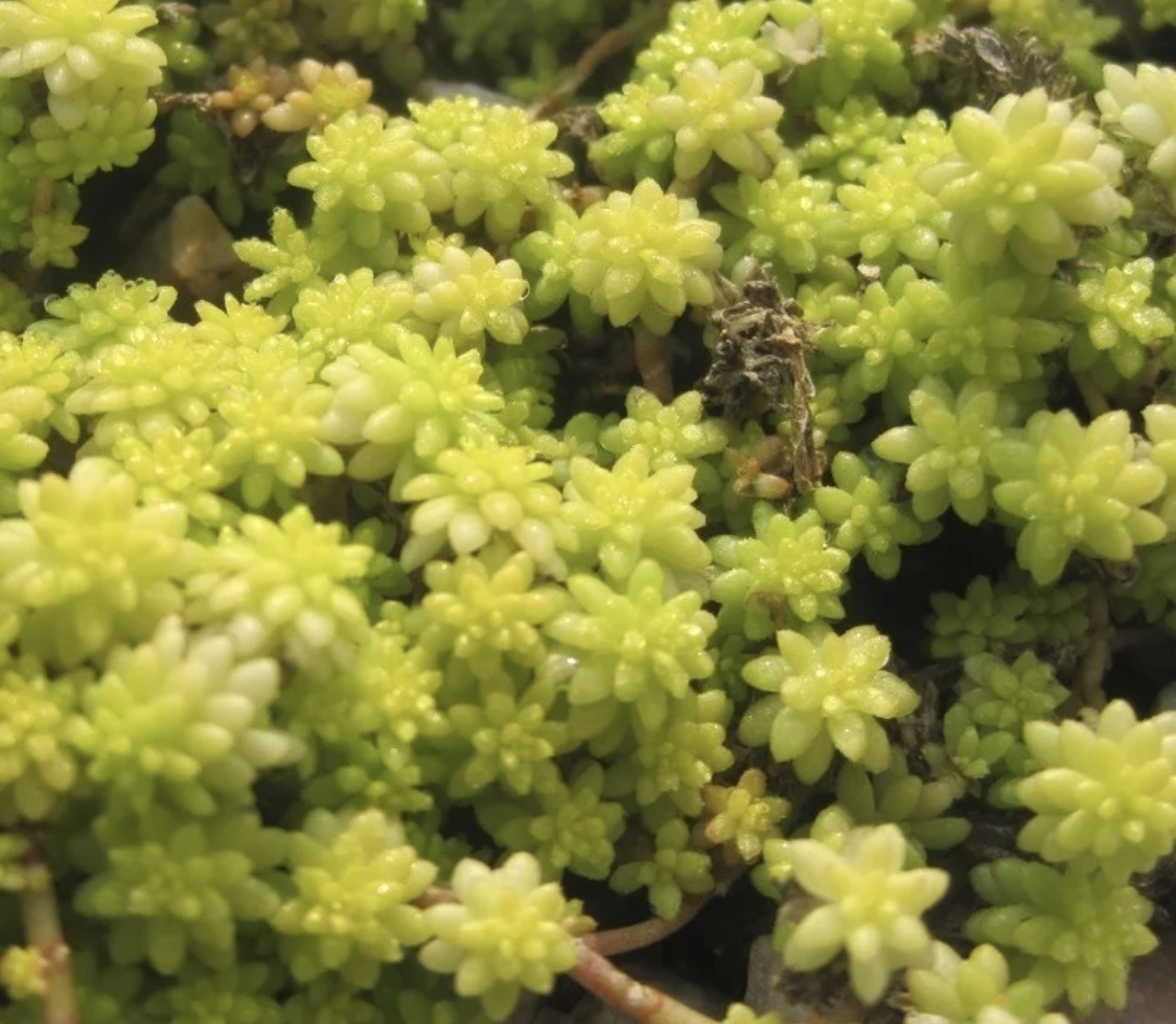 最美最好养的多肉法师,最美的多肉植物排名