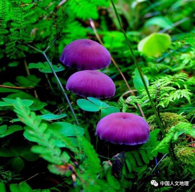 摄影彩色蘑菇,摄影师拍摄迷你蘑菇