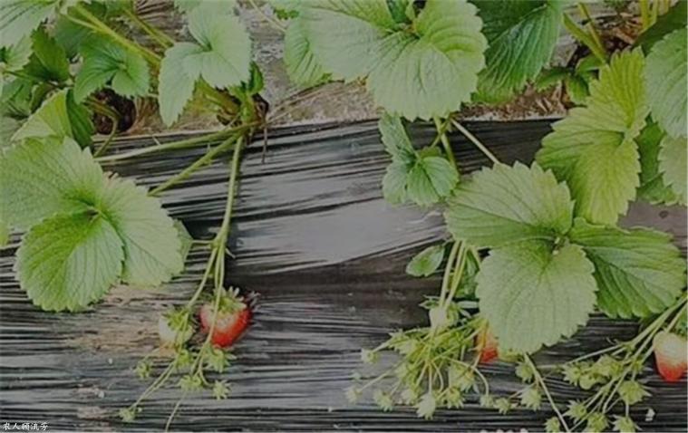 草莓匍匐茎坏死是什么病,草莓炭疽病根腐病怎么治