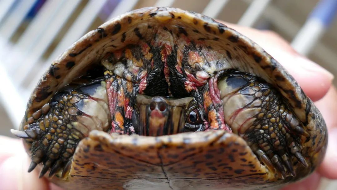 中国仅存的一只雌性斑鳖死亡,斑鳖为什么会灭绝了