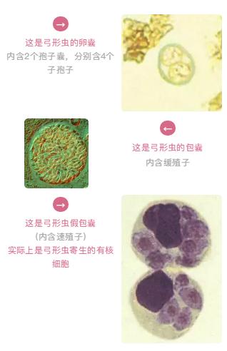 怀孕了能不能养宠物狗狗,怀孕为什么不能养狗狗