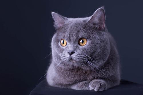 英短猫为什么尾巴长,英短猫的优缺点是什么