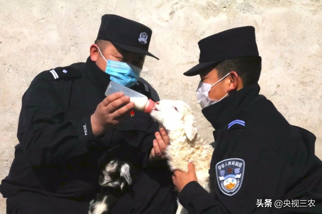 接春的时候应该说什么,接春羔的时候图片