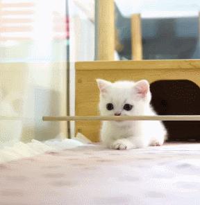 小奶猫的危害视频,小奶猫有什么危险