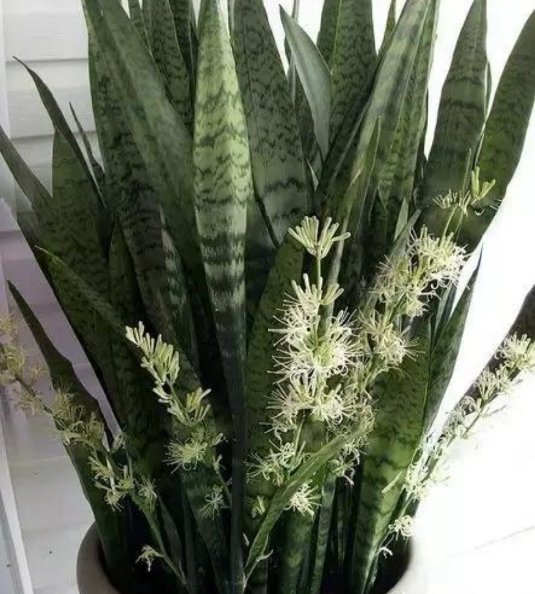 虎皮兰用什么方法养得好,虎皮兰如何养护长得快爆芽多