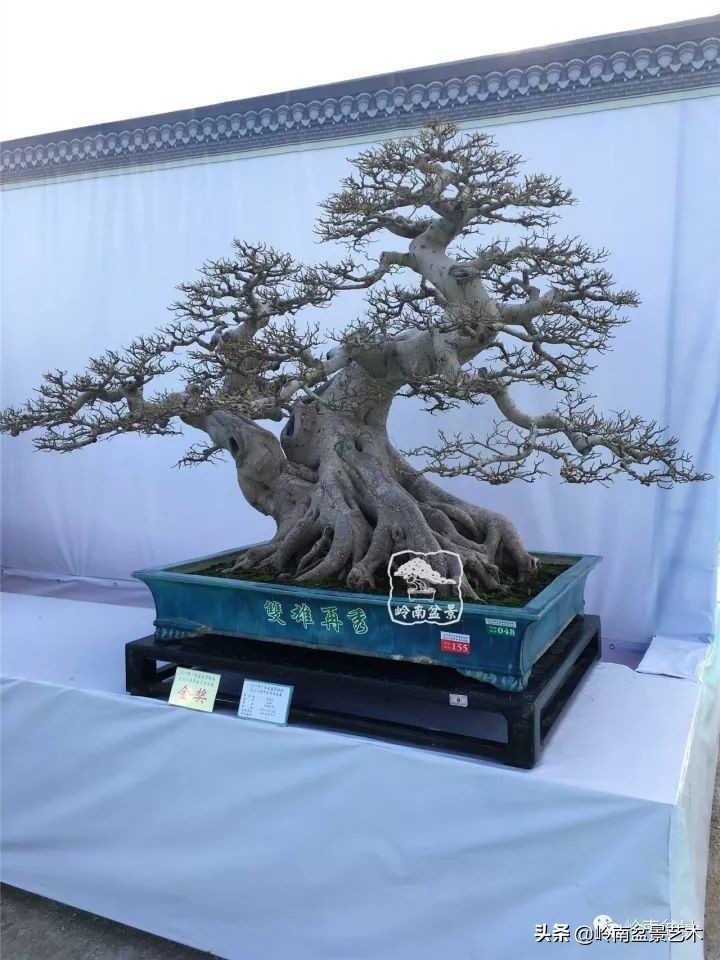 榆树盆景何时修剪最好,盆景怎样修剪最好看