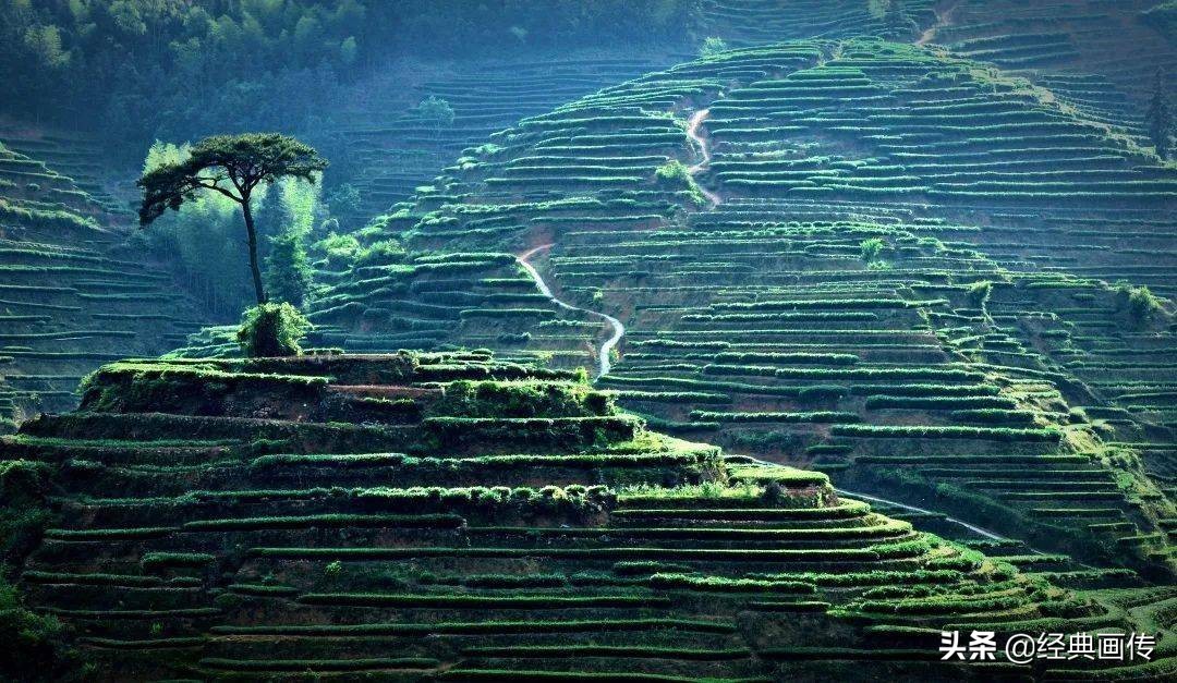 安溪高山铁观音独特之处,正宗安溪高山铁观音