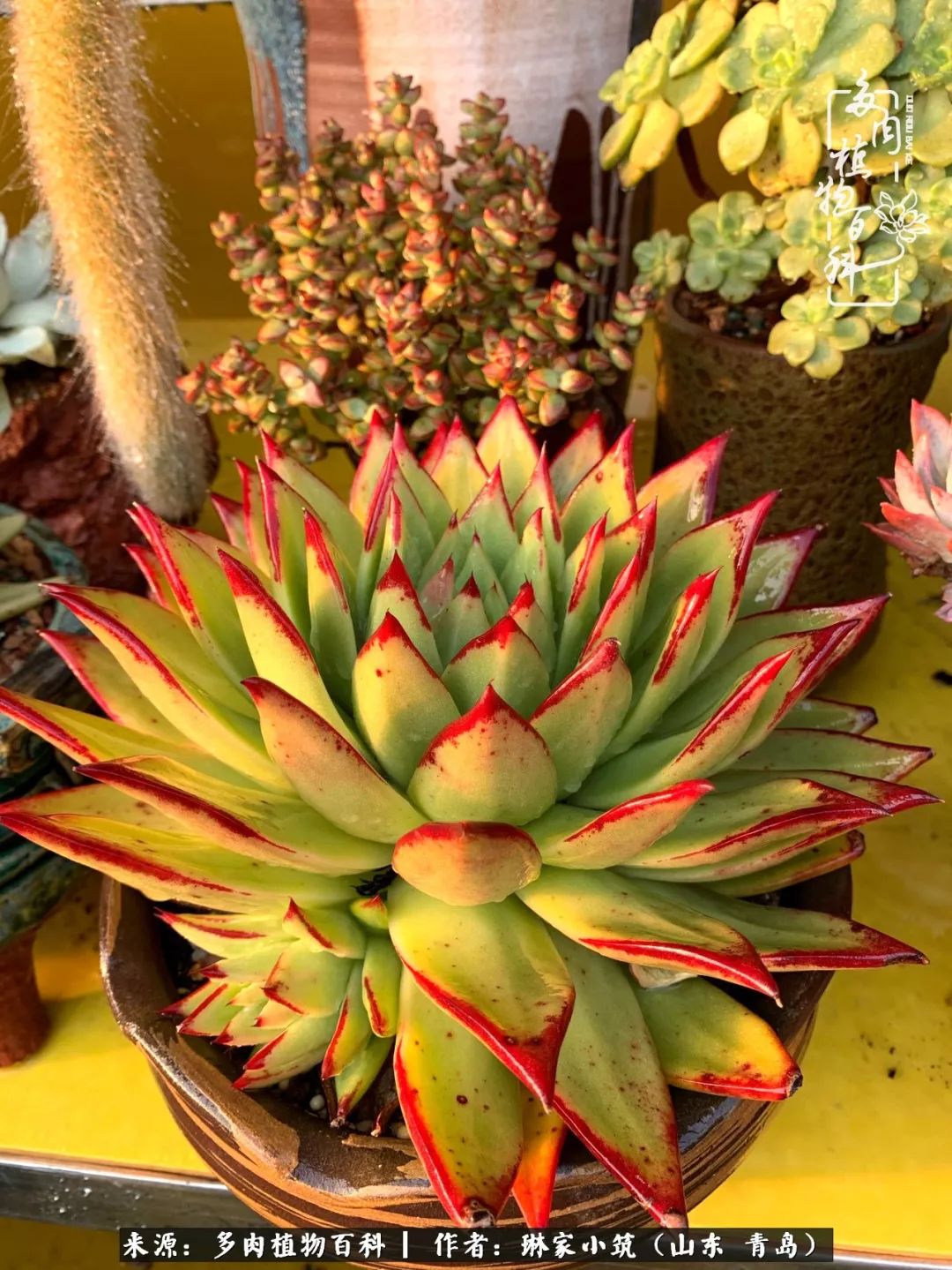 多肉冬季搬进屋里前需要浇水么,多肉过冬