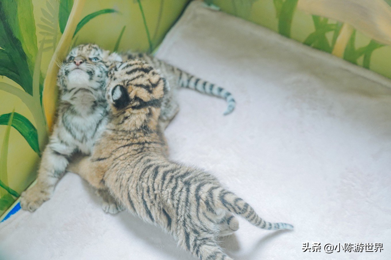 寒假广州长隆三天两夜亲子游攻略,带孩子广州长隆旅游攻略