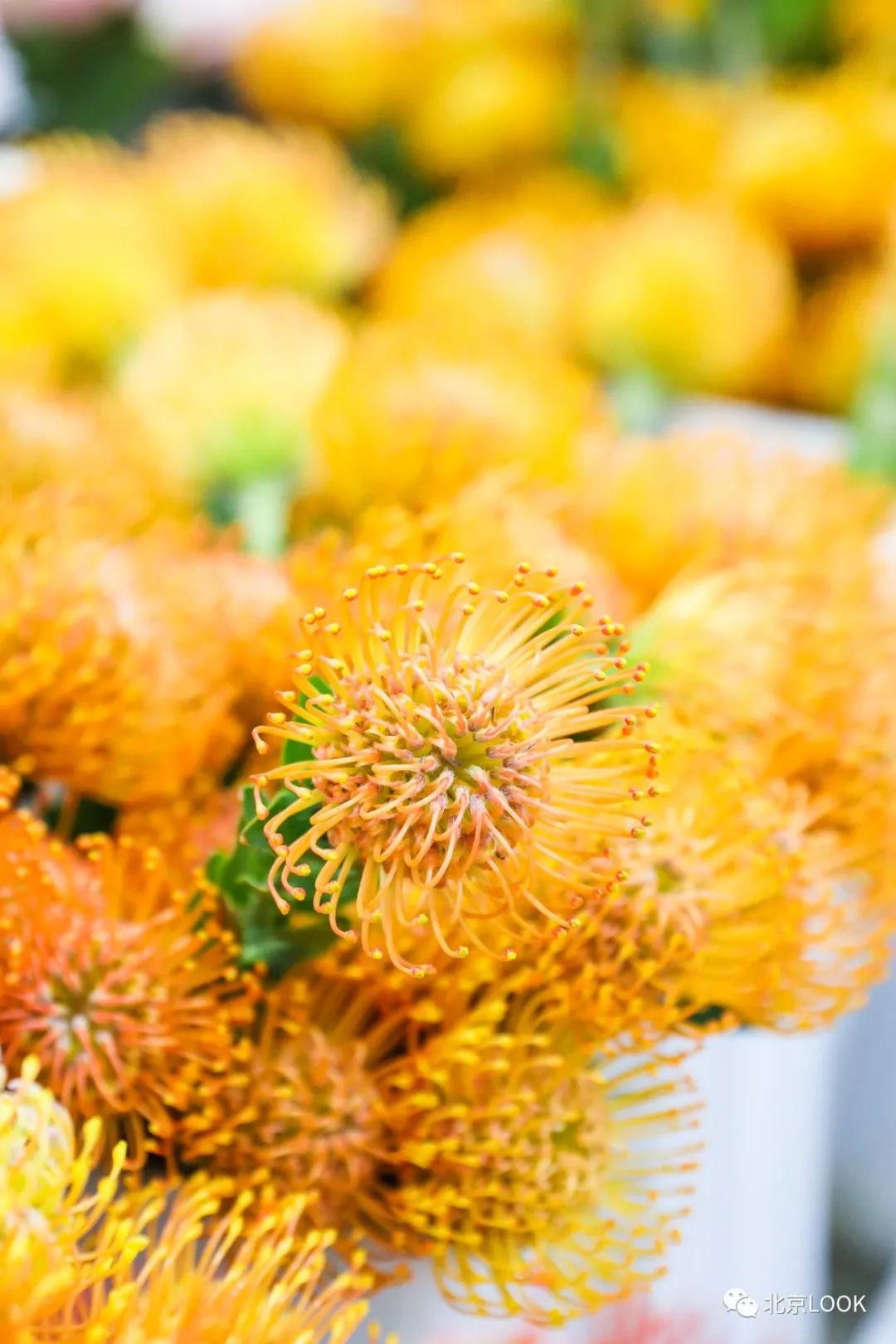 最便宜的北京花市,北京超好逛的花市