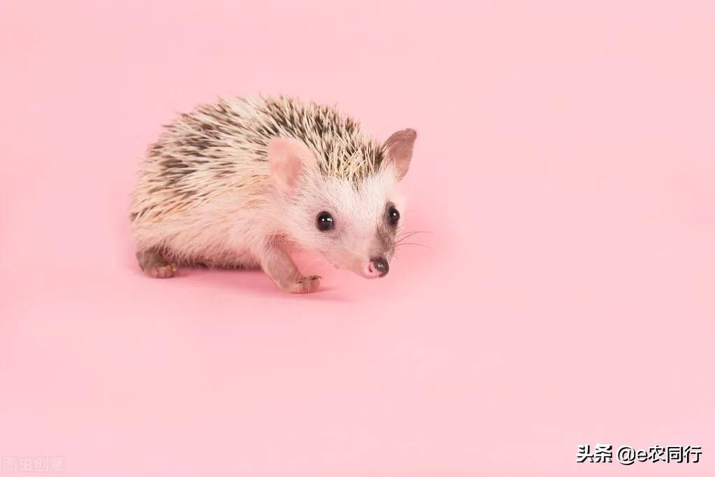 鍐滅敯濡備綍棰勯槻鍒虹尙,閲庡鎹＄殑鍒虹尙鑳藉吇涔堢姱娉曚箞