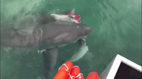 关于动物的10个伪事实你信了吗,关于动物的谣言许多人却深信不疑