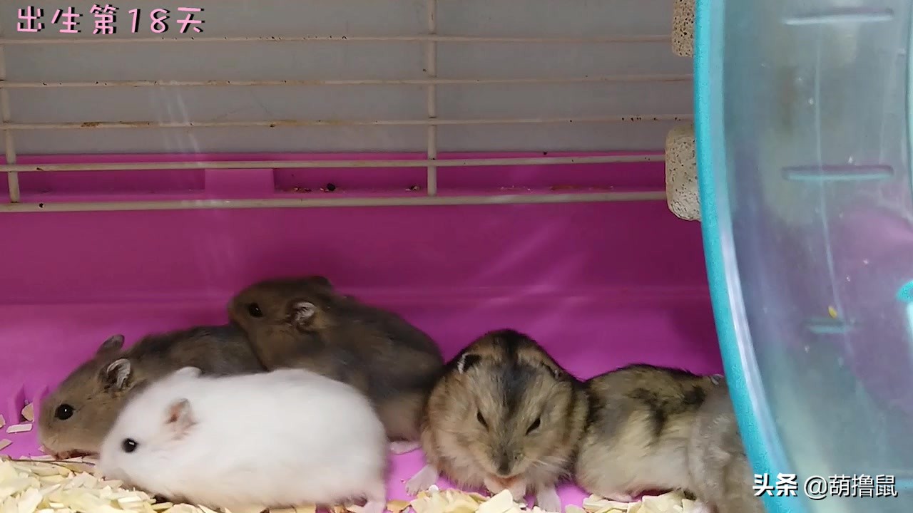 仓鼠怀孕后的注意事项,仓鼠生育注意什么事项图片