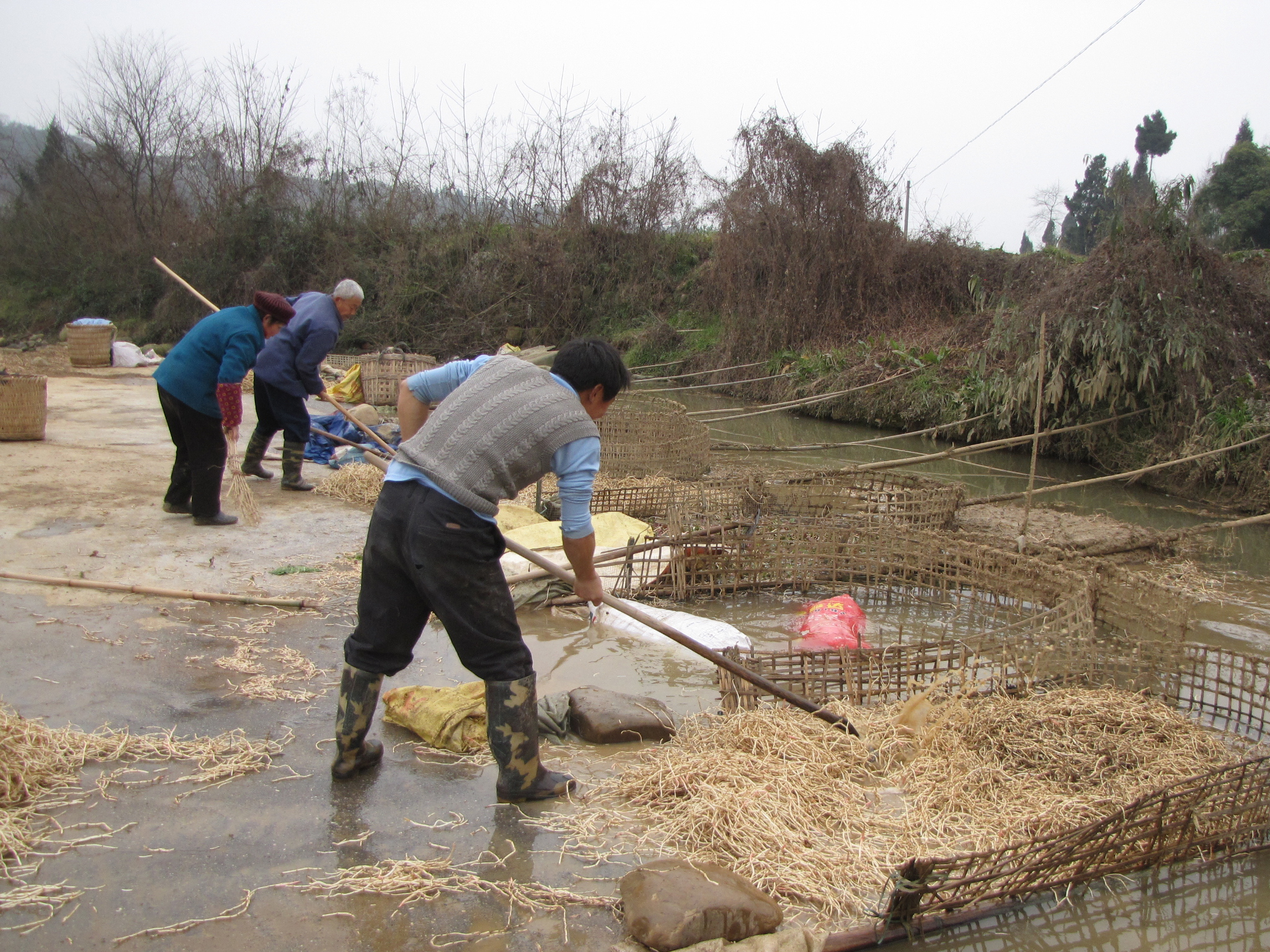 鱼腥草无公害丰产栽培技术,鱼腥草栽培
