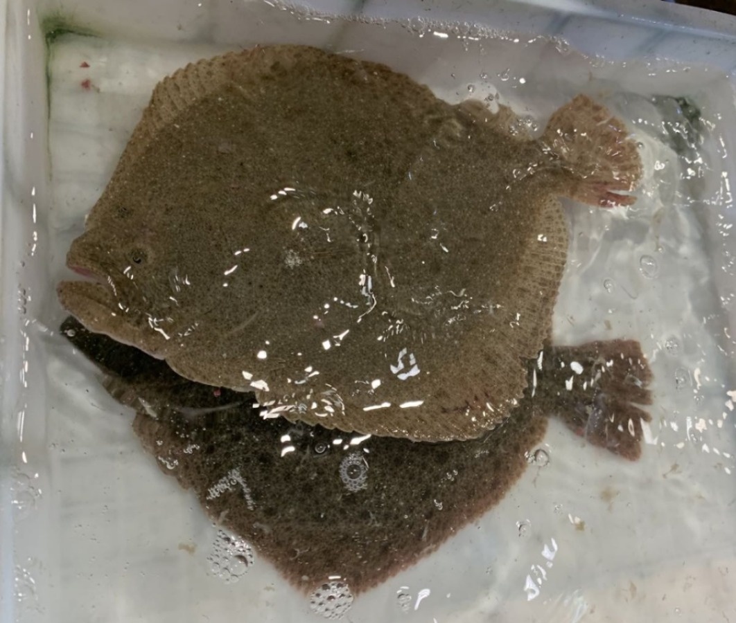 去北海在哪里买海鲜比较划算,北海的海鲜便宜还是防城港的便宜