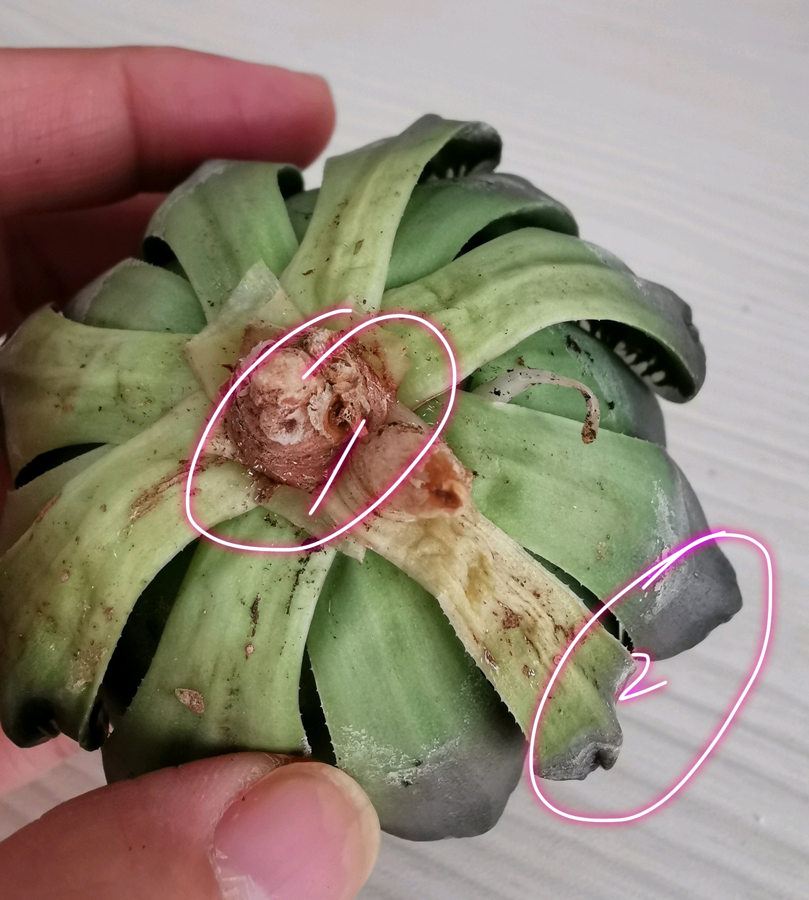 玉露出现黄叶用什么喷,冰晶玉露黄叶怎么回事