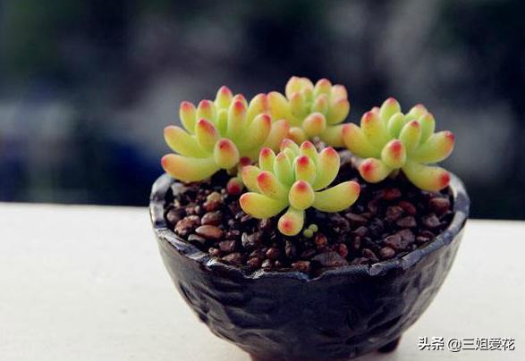 多肉植物虹之玉的外形介绍,虹之玉与乙女心的区别哪个好上色