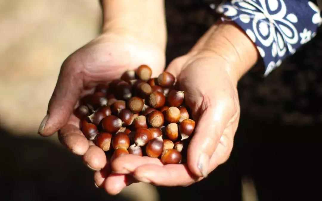 栗子健脾胃,栗子益气健脾吃法