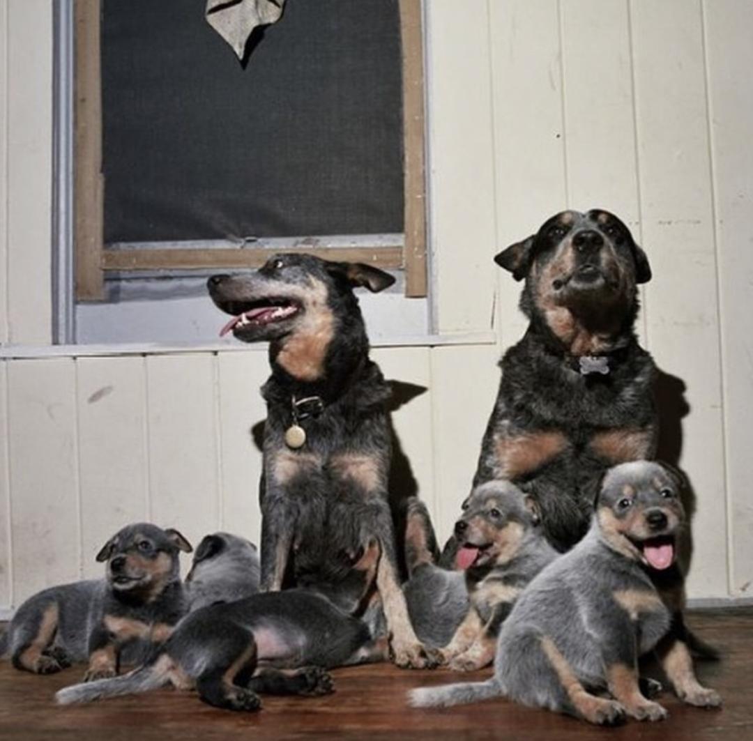 盘点二十种忠爱满世界的萌犬,萌犬系列都有啥