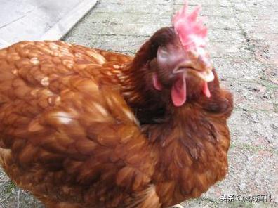 鸡群呼吸道反复发作是什么原因,鸡群冷应激怎么解决