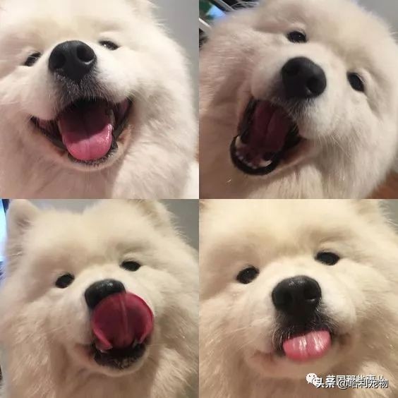 要狗看门？千万别选萨摩耶！这货除了笑不会干别的了