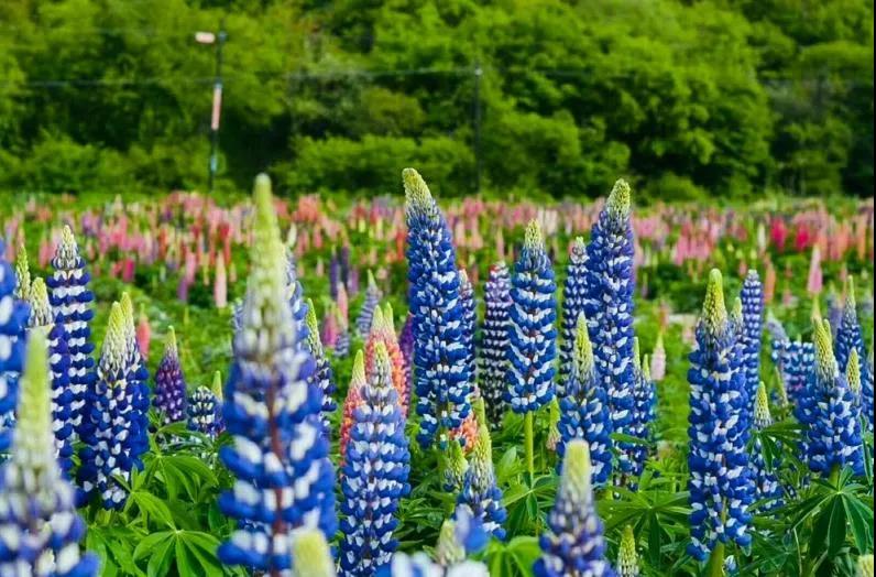 太白山避暑旅游攻略,避暑天堂太白县天气预报