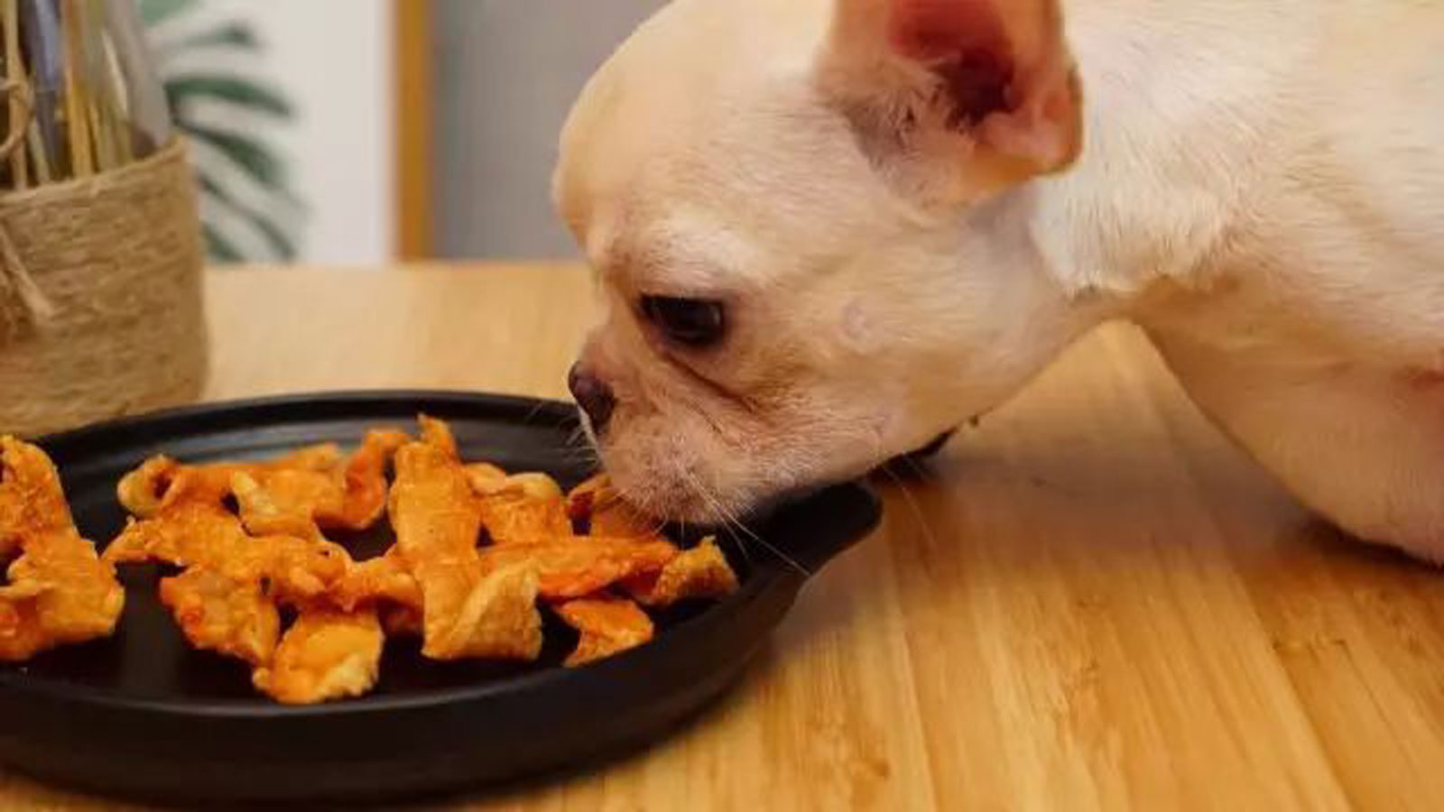 狗粮和自制狗饭交替喂可以吗,没狗粮可以喂什么