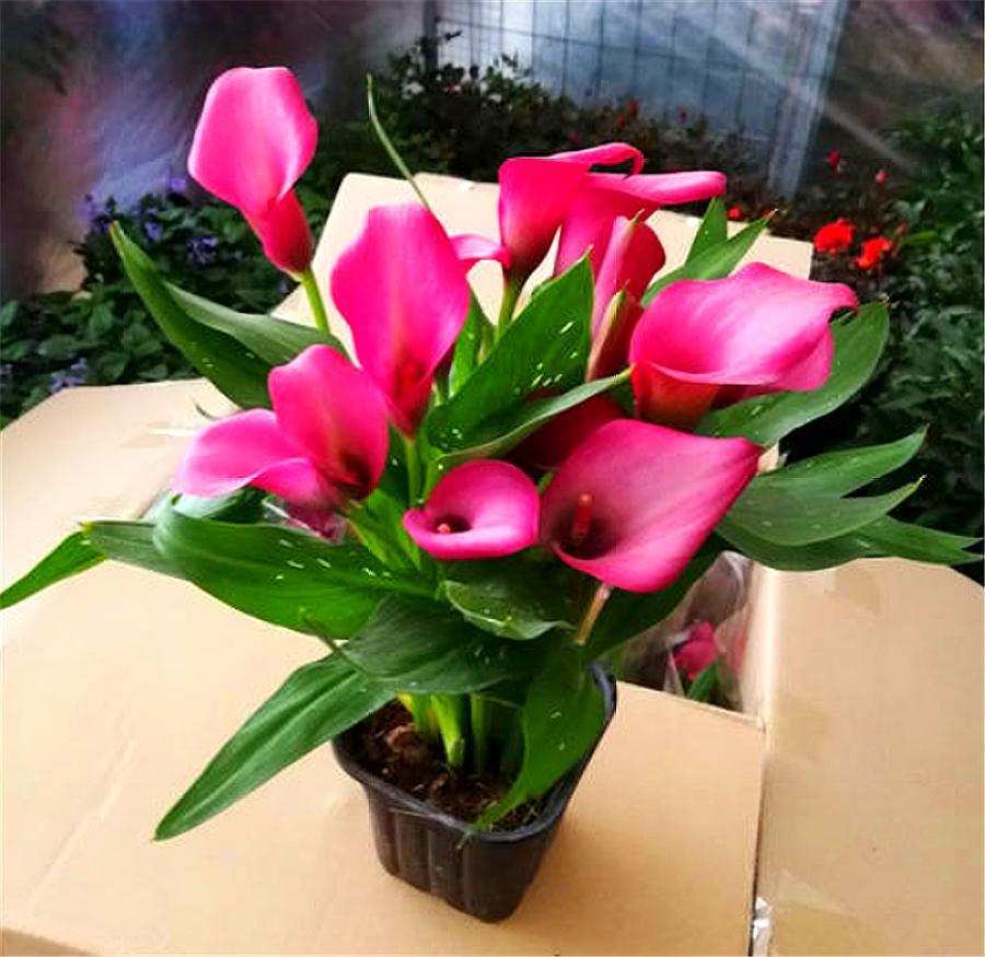 马蹄莲的养护方法快速开花,马蹄莲如何养护开花多