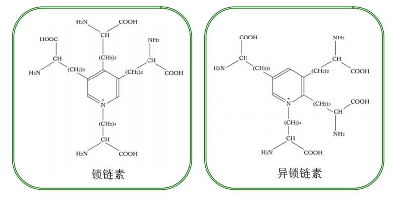 弹性蛋白哪里的最好,关于胶原蛋白肽的知识