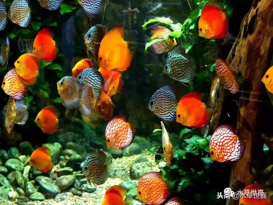 七彩神仙鱼水族箱布景,七彩神仙鱼苗繁殖技术