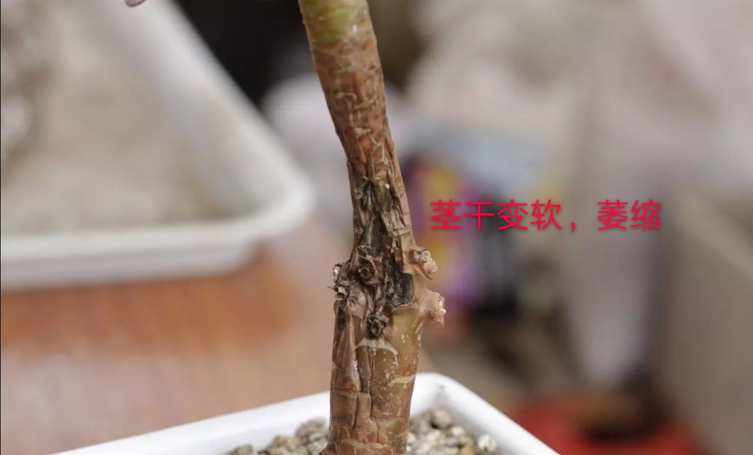 多肉得黑腐病无药可救？那是你不会处理，尽早手术还能延续生命