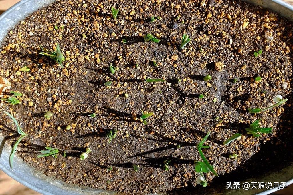 狼家球根怎么样,狼家球根上市了吗