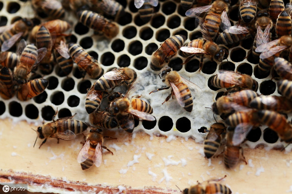蜂群有蜜无卵怎么回事,夏季蜂群有小螨会怎样