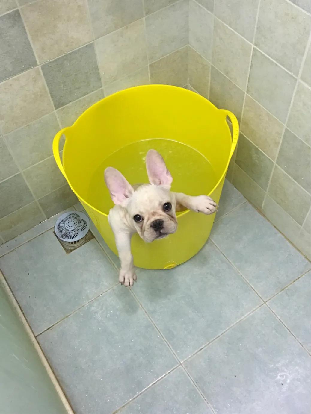 怎么去法斗泪痕,怎么去除法斗的体味