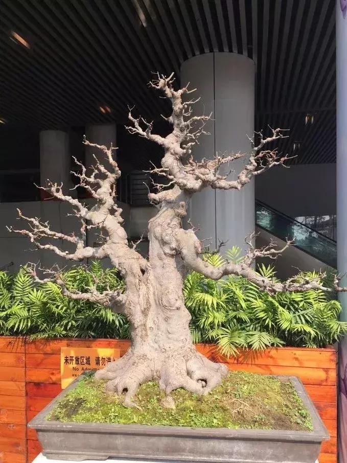 最值得收藏的六种盆景树种是哪些,西北盆景树种100种