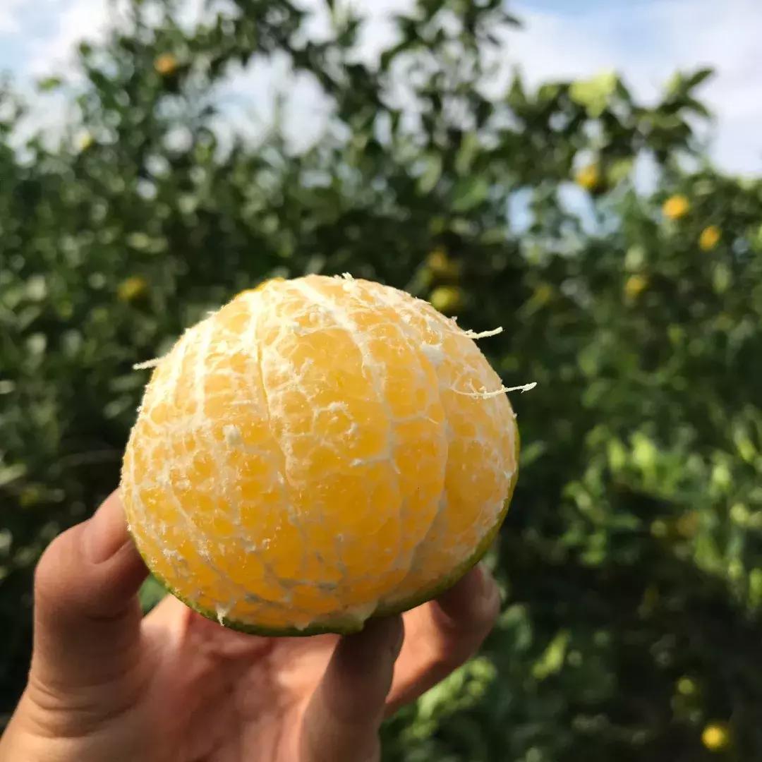 试吃皇帝柑,试吃新鲜佛手柑