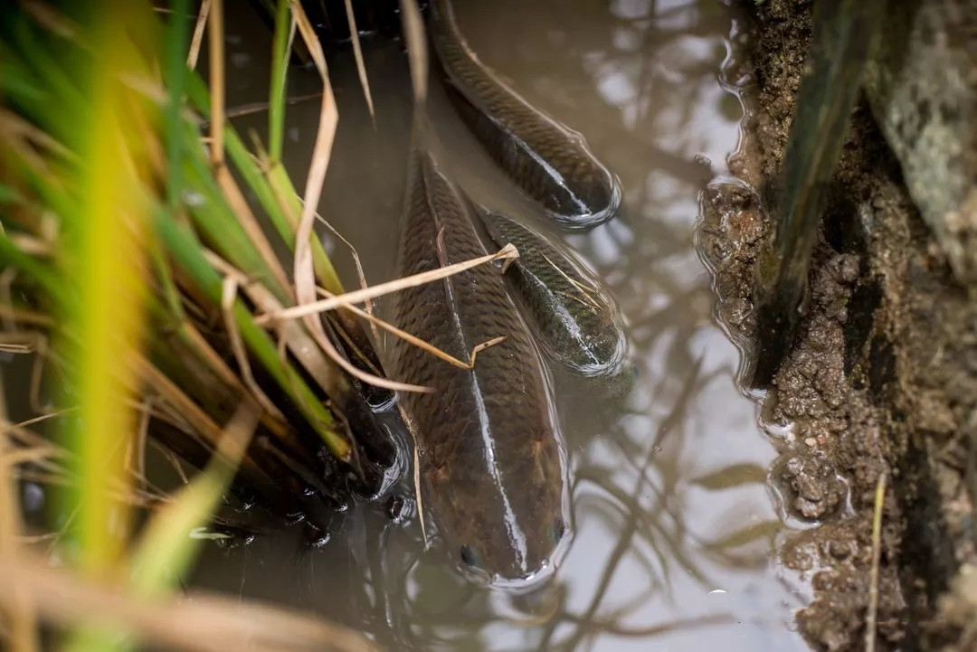 户撒佛祖的后花园现在怎么走,户撒为什么叫佛祖后花园