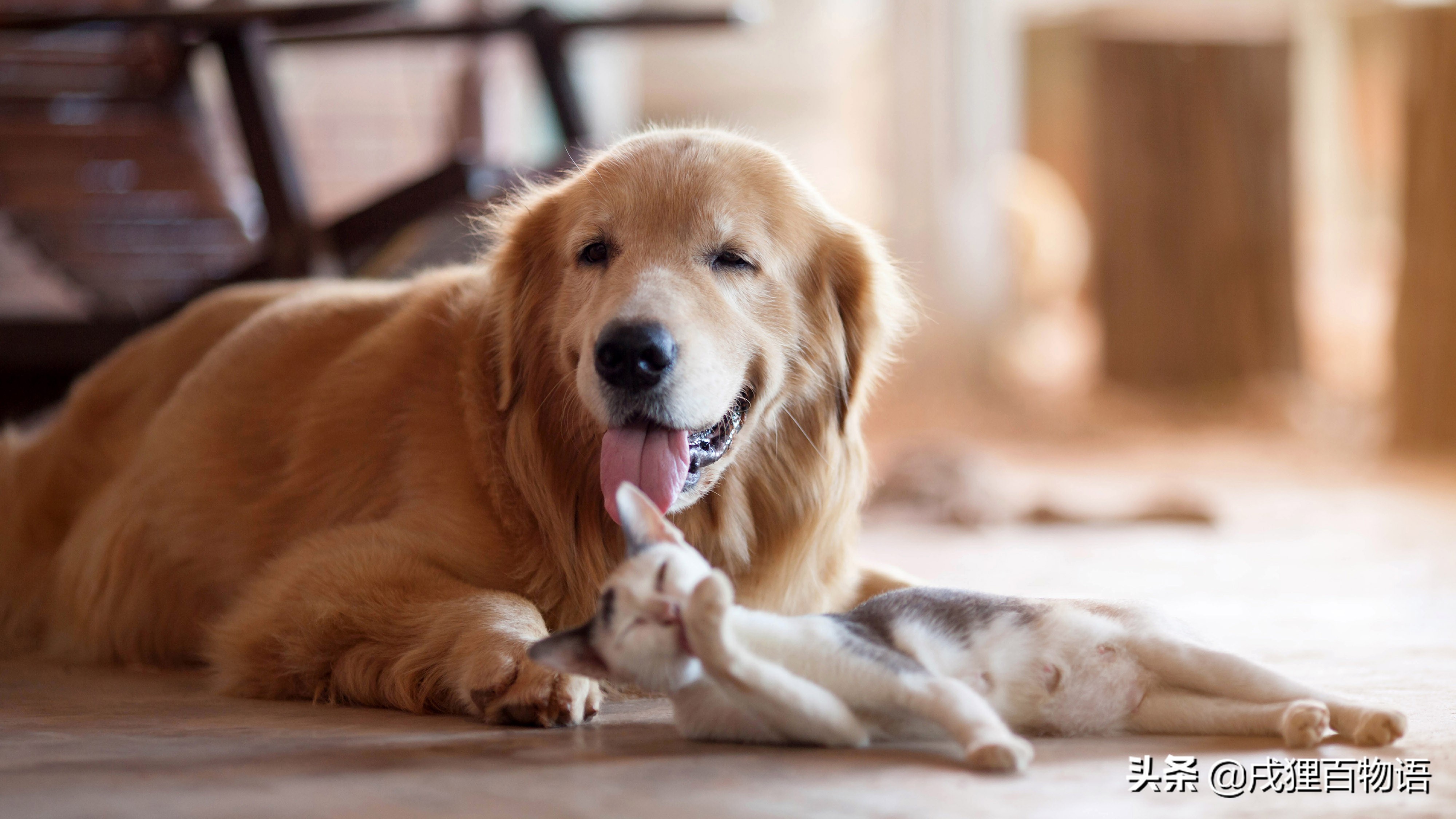 狗狗肘子秃了红肿,怎么避免大狗肘子秃