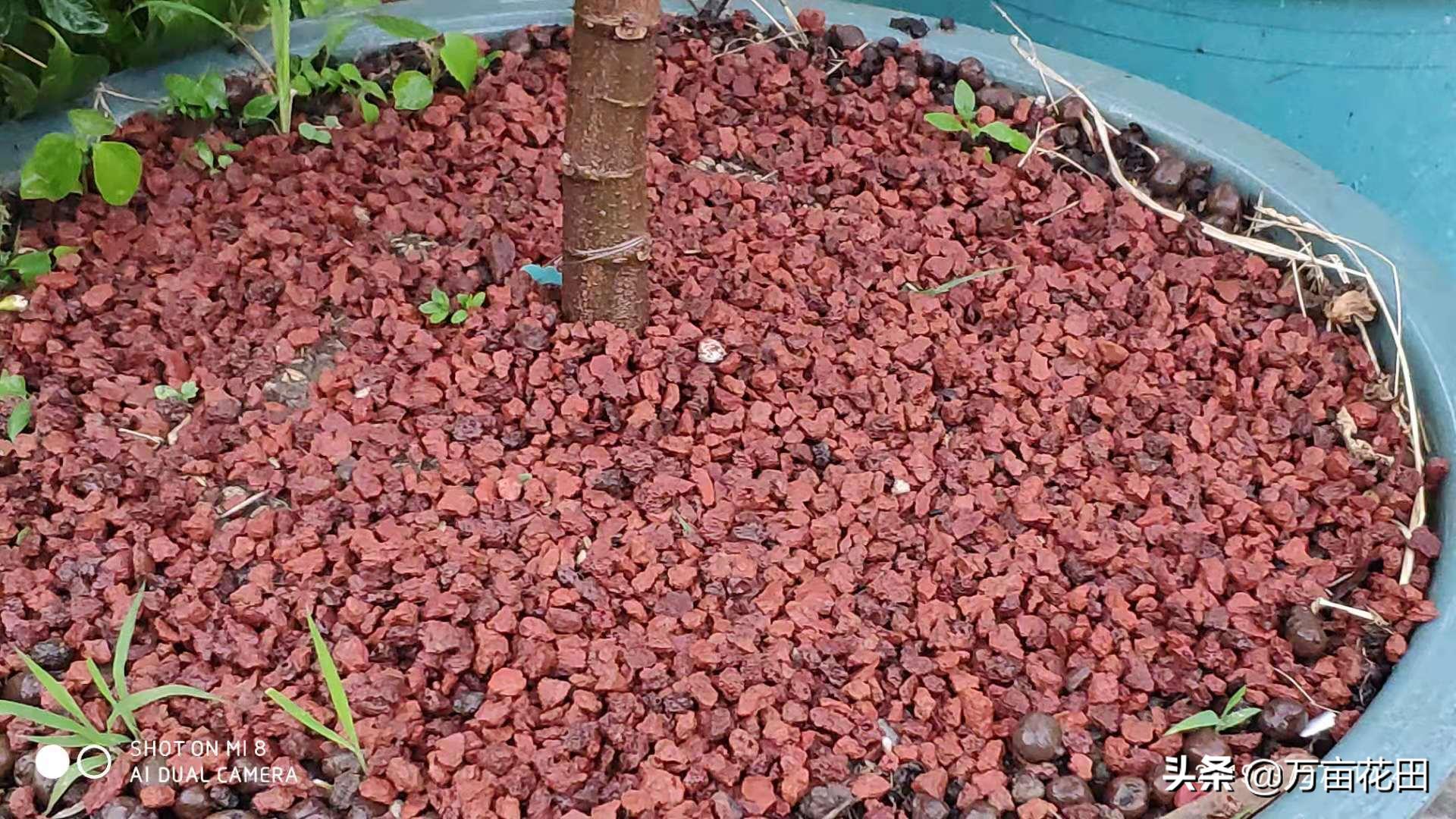 稻壳炭放在花土上面能防虫吗,稻壳炭和发酵稻壳什么区别