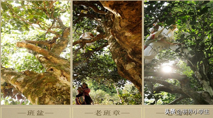 双十一普洱茶排行单品,双11普洱茶成交额排行榜