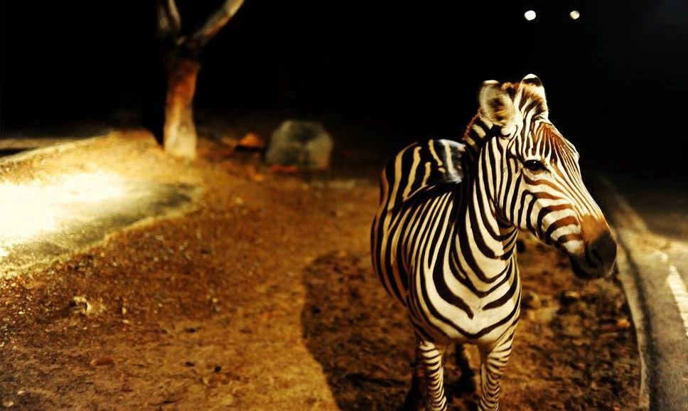 清迈高尔夫球场攻略,大连去清迈旅游攻略