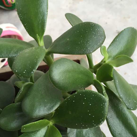 玉树怎么养能变老桩,玉树怎么养不死