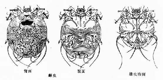 寄生虫|所有动物寄生虫大全临床诊断预防全在这里，收藏吧（图）